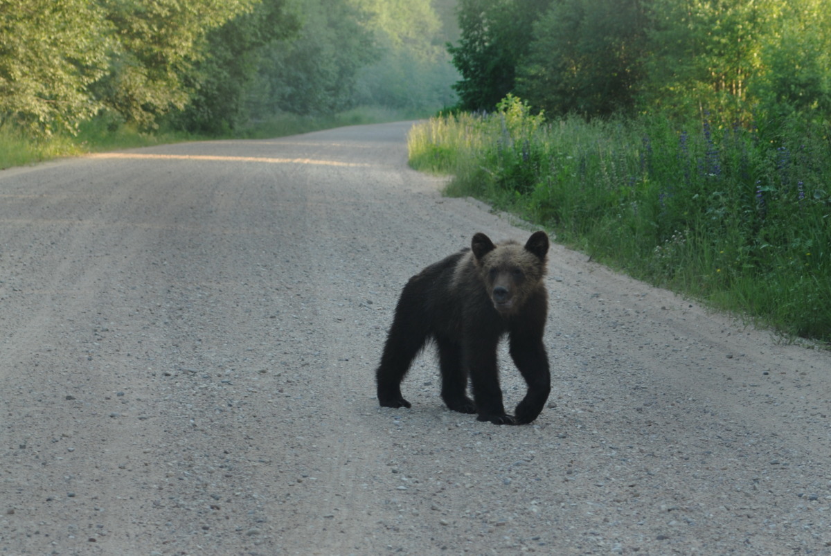 Опасное соседство или думай как медведь. Смоляне стали чаще встречать «хозяев тайги» на дорогах и на дачных участках