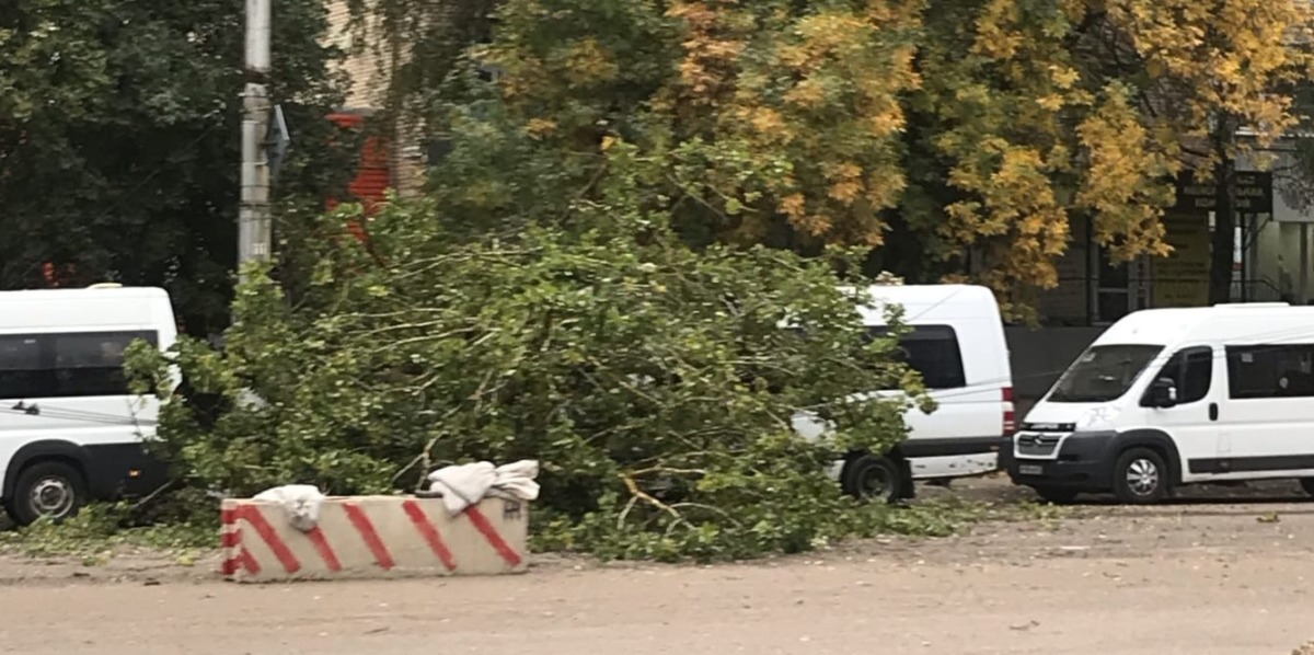 На улице Нормандии-Неман дерево рухнуло на маршрутку