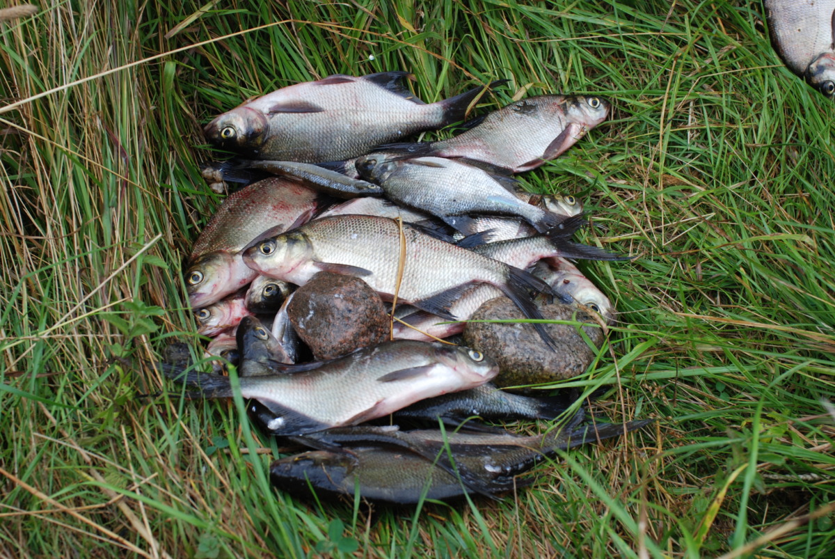 Рыбалка закончилась уголовным делом. Дело о браконьерстве в национальном парке направили в суд