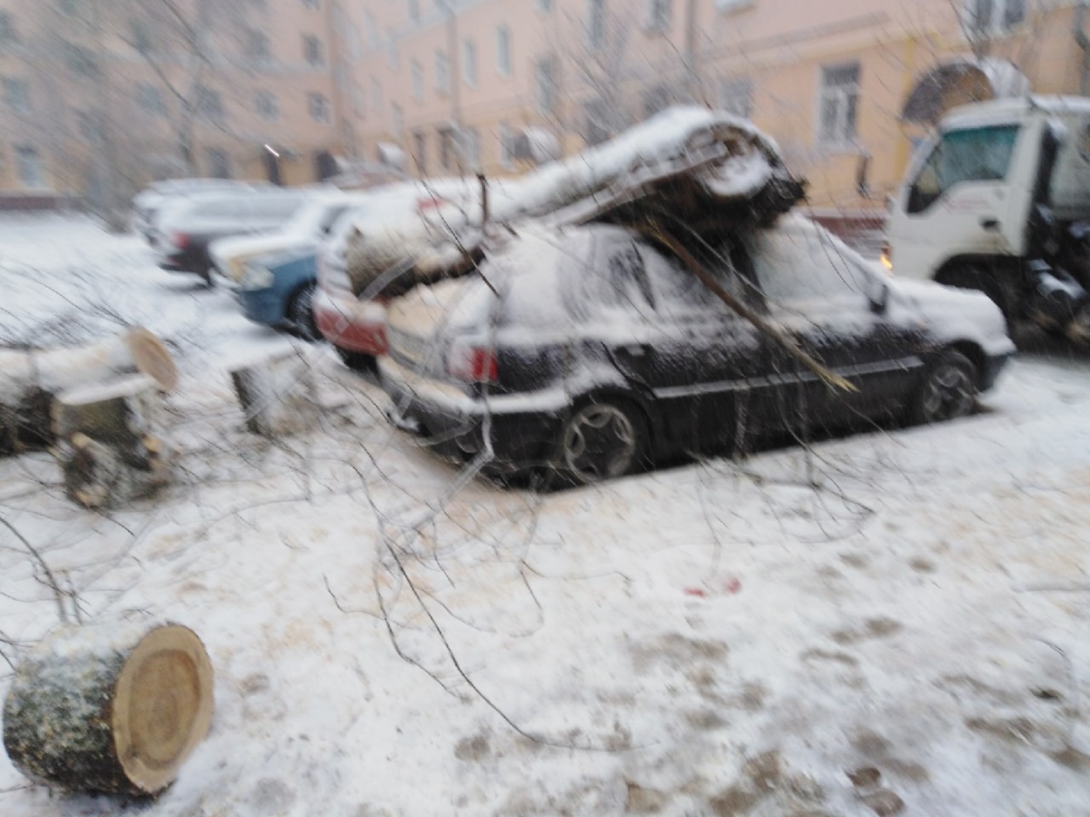 В Смоленске упавшее дерево повредило три автомобиля