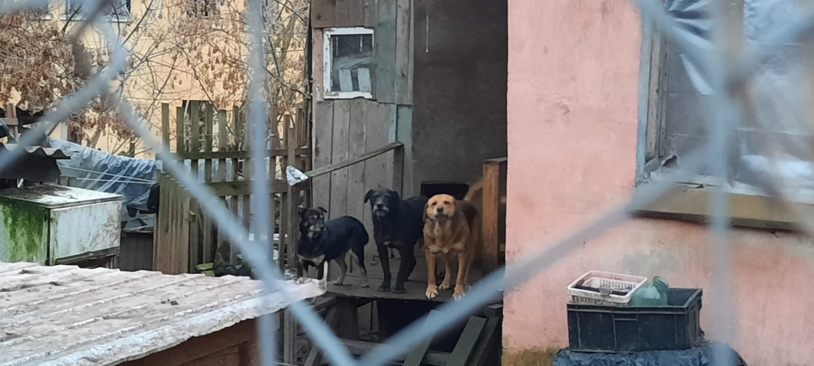 В Смоленске в домашнем приюте для собак обрушилась крыша. Женщина успела спастись