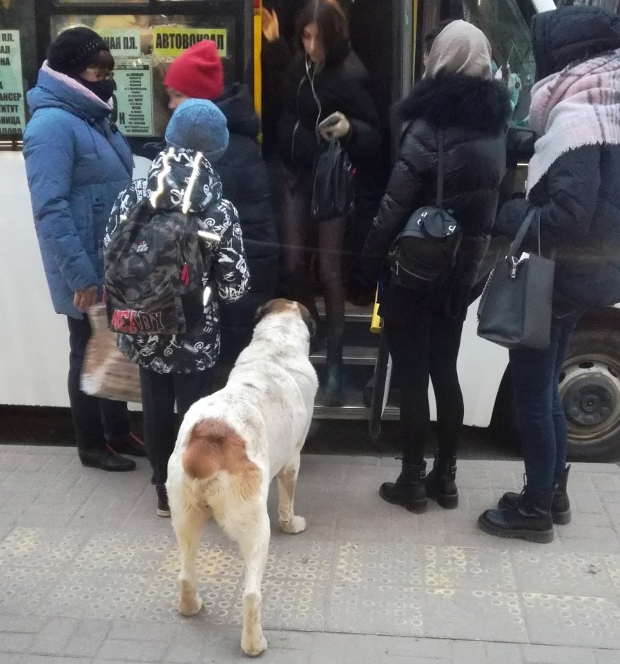 В Смоленске пёс на остановке ждет хозяина