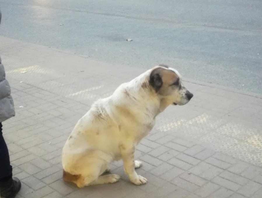 В Смоленске пёс на остановке ждет хозяина