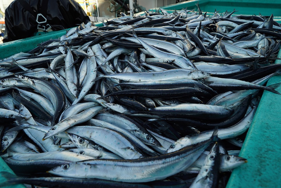 Консервы с "душком": какую рыбу на самом деле едят россияне?