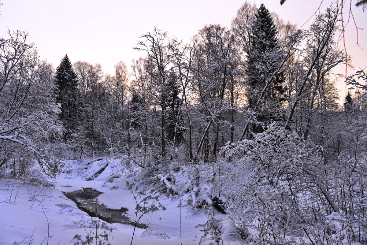 11 января – День заповедников и национальных парков. Чего ожидает в этом году «Смоленское Поозерье»?