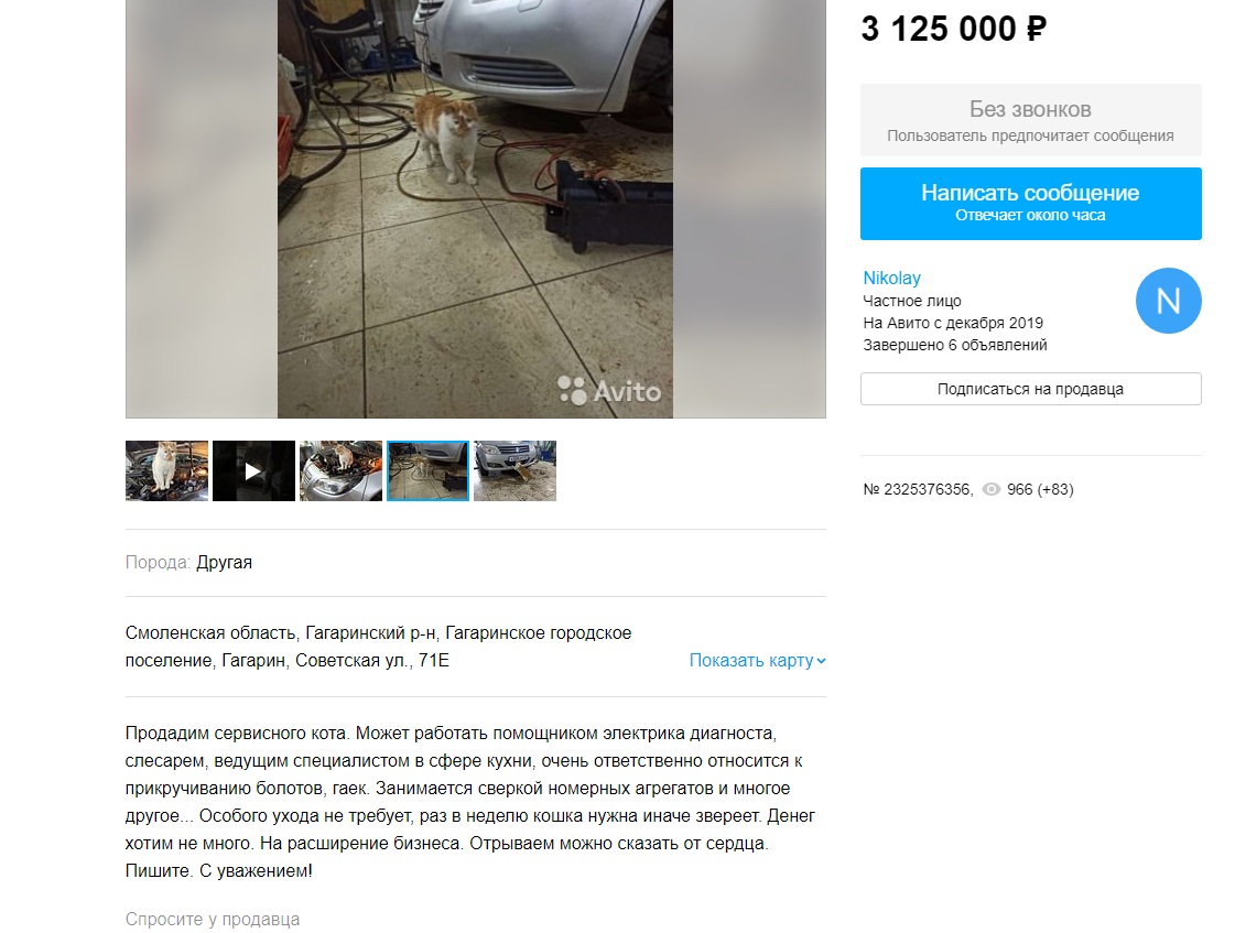 В Смоленской области продают сервисного кота за 3 млн рублей