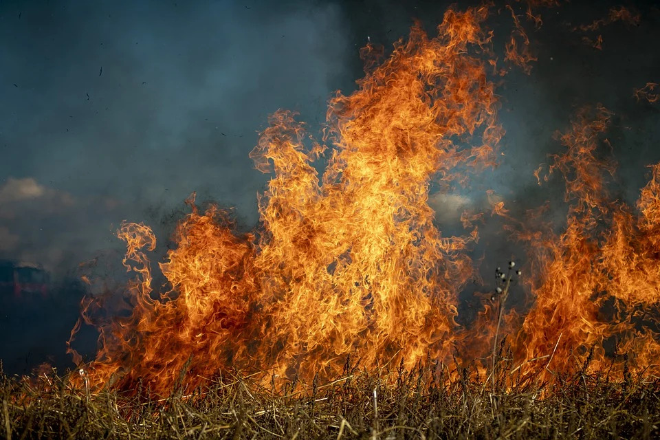 Лесные пожары хотят сократить вдвое: службы готовятся к весне