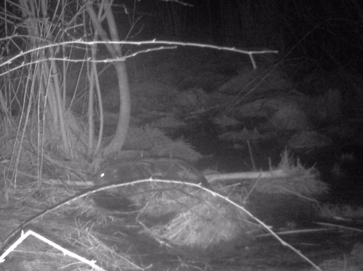 Ночной поединок бобра и кота в Смоленском поозерье попал на фото