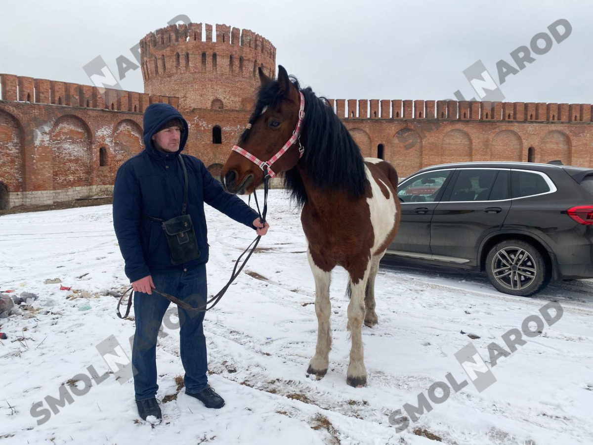 В Смоленске нашёлся хозяин сбежавшего коня