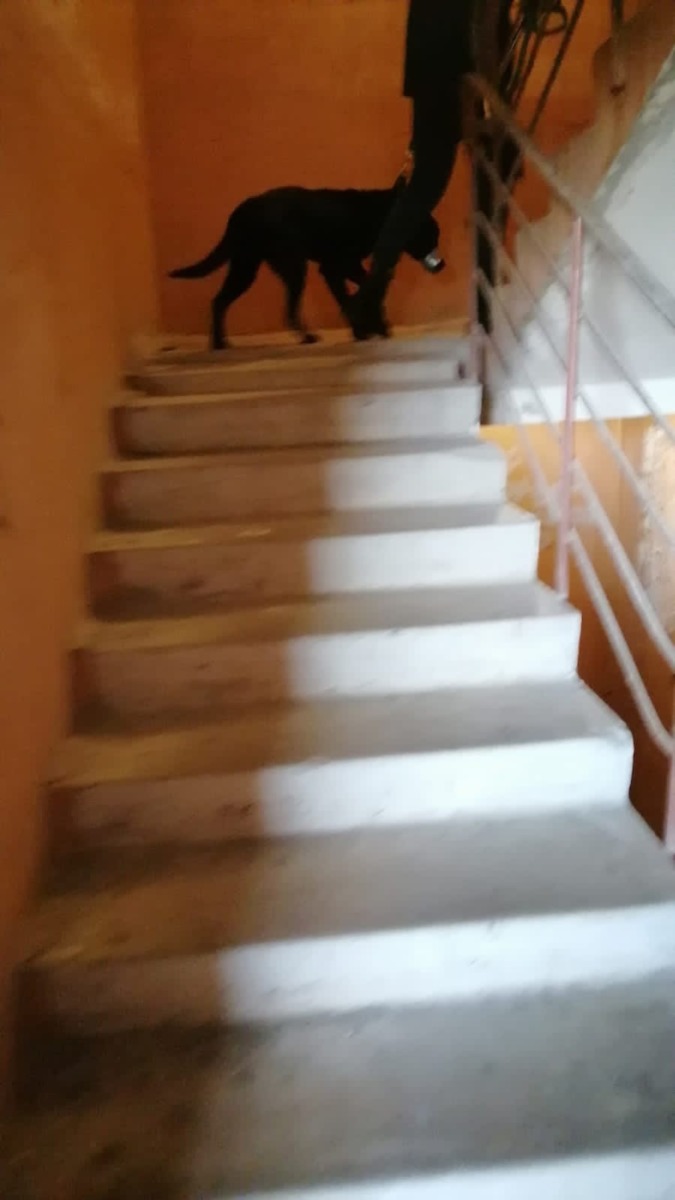 Жительница Ярцева сообщает, что ее соседка мучает собаку