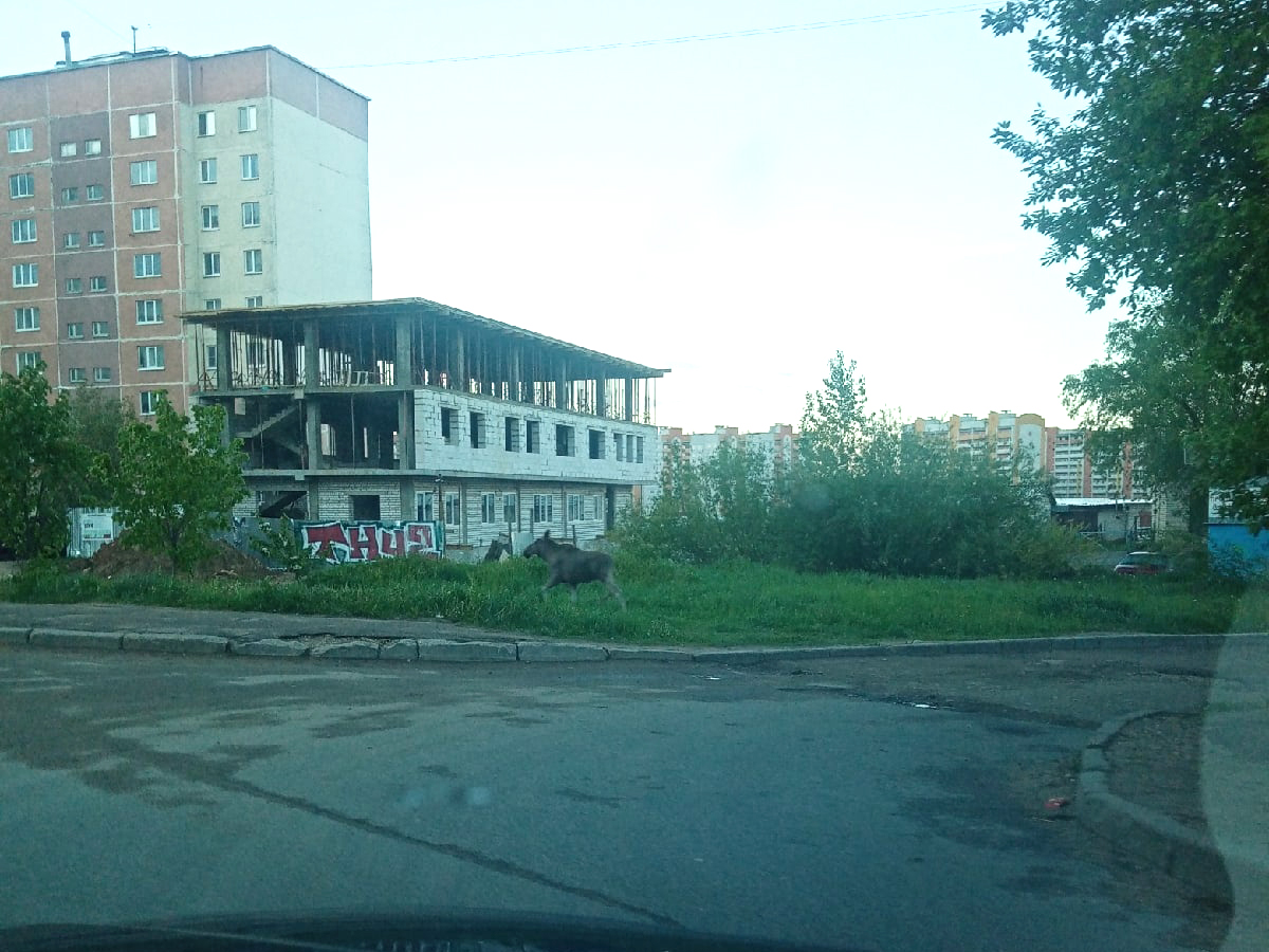 В Смоленске вблизи жилых многоэтажек заметили лося