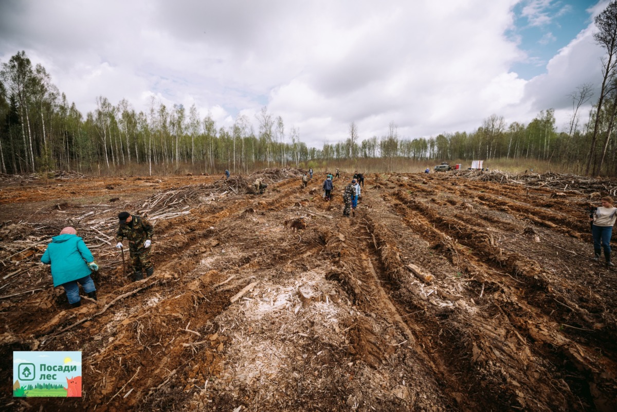 В Смоленской области высадили новый лес