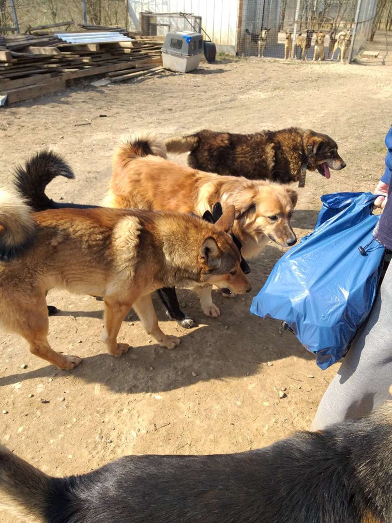 Приюту для собак Натальи Беликовой требуется экстренная помощь