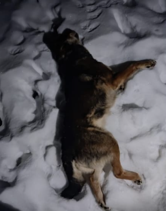 Беспризорных собак в Ярцеве убивали вместо направления в приют
