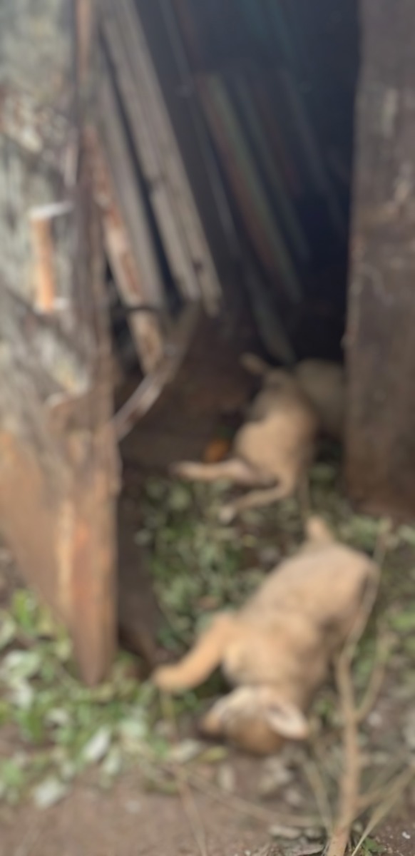 В Вязьме около детского сада убили собак