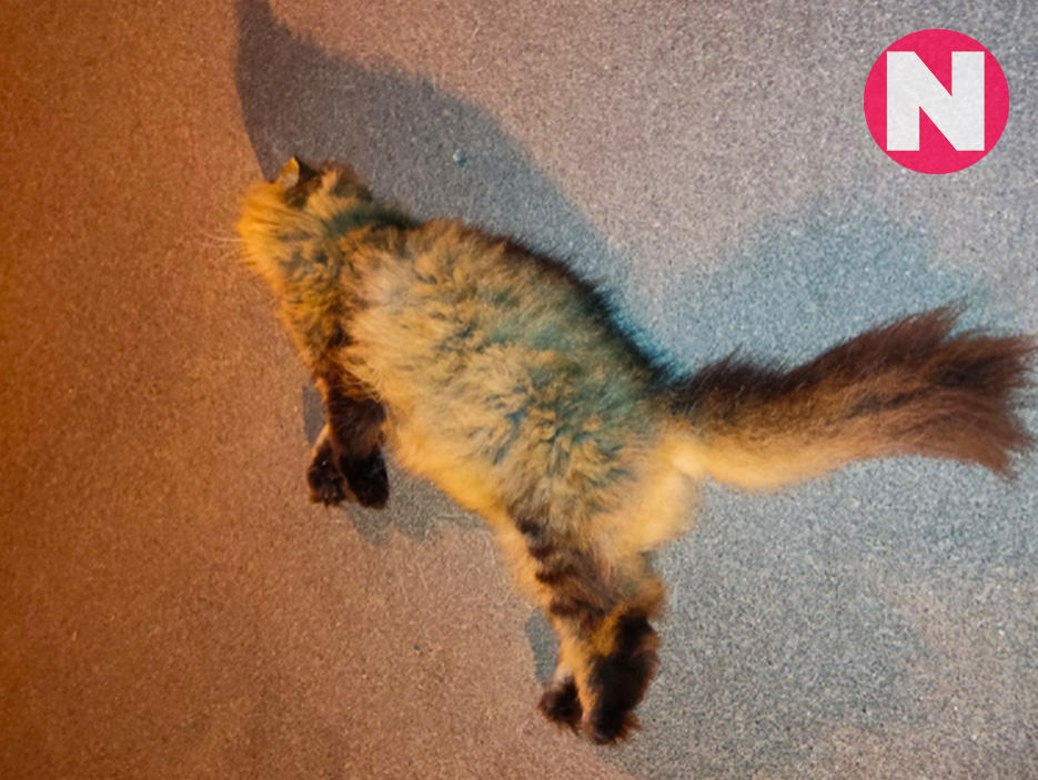 В Смоленске неизвестный вышвырнул кота из окна высотки