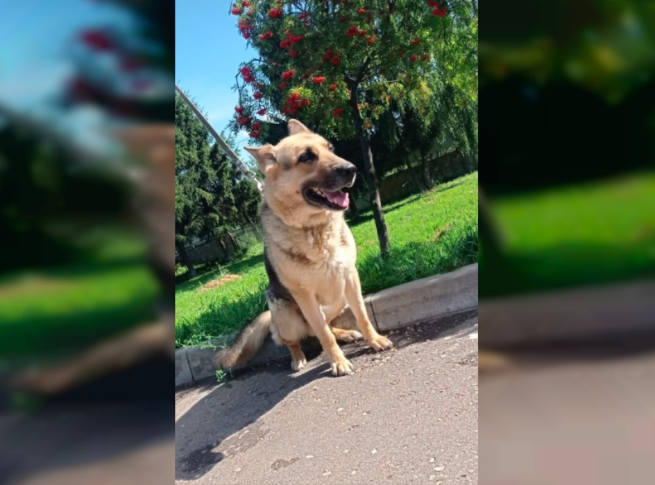 В Смоленске раздают полицейских собак