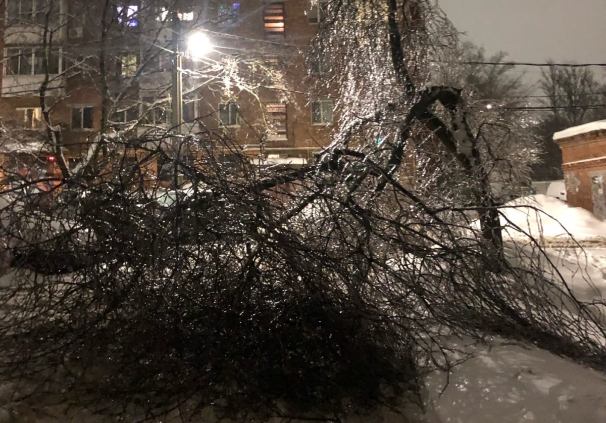 Ледяной дождь повалил деревья в Смоленске