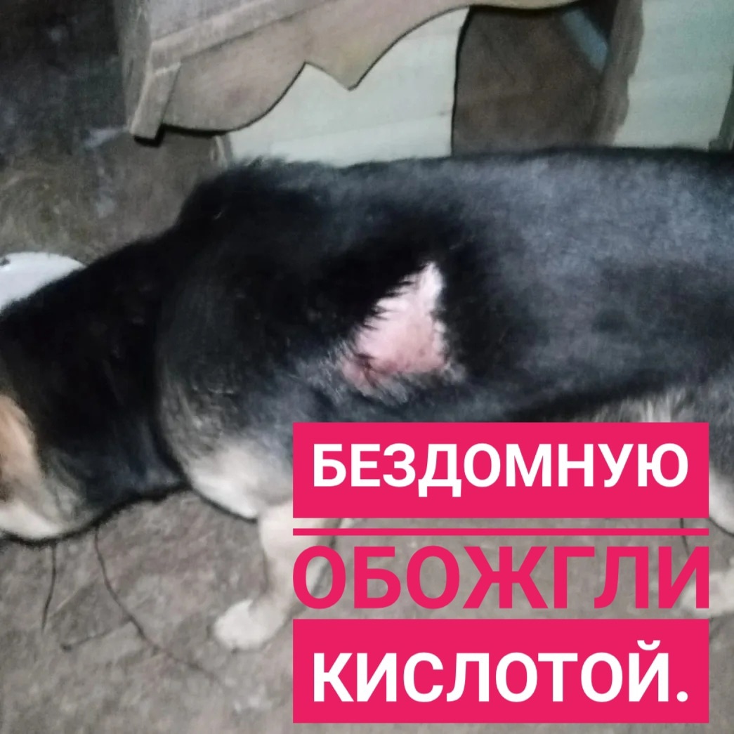В Смоленской области неизвестный облил бездомную собаку кислотой