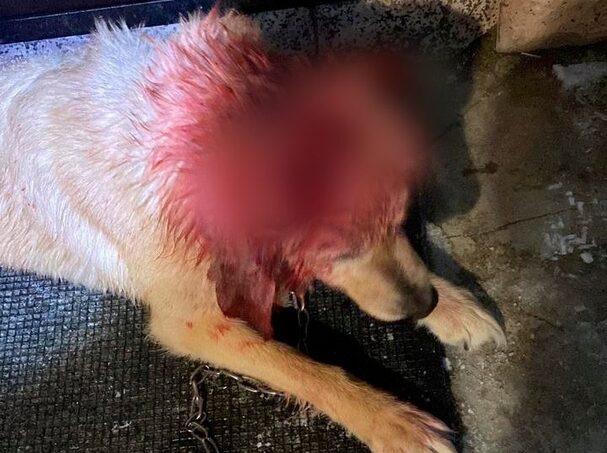 «Чудом успели отбить»: волки напали на пса в Смоленской области