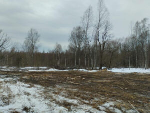На жителя Смоленской области возбудили два уголовных дела за рубку леса