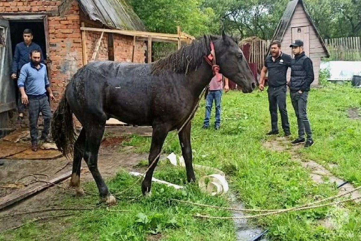 История со счастливым финалом: в Смоленской области конь попал в западню -  SmolNarod.ru