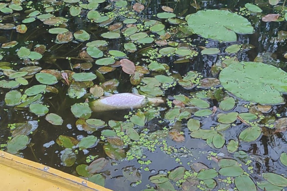 В Сафоновском районе в озере погибла рыба