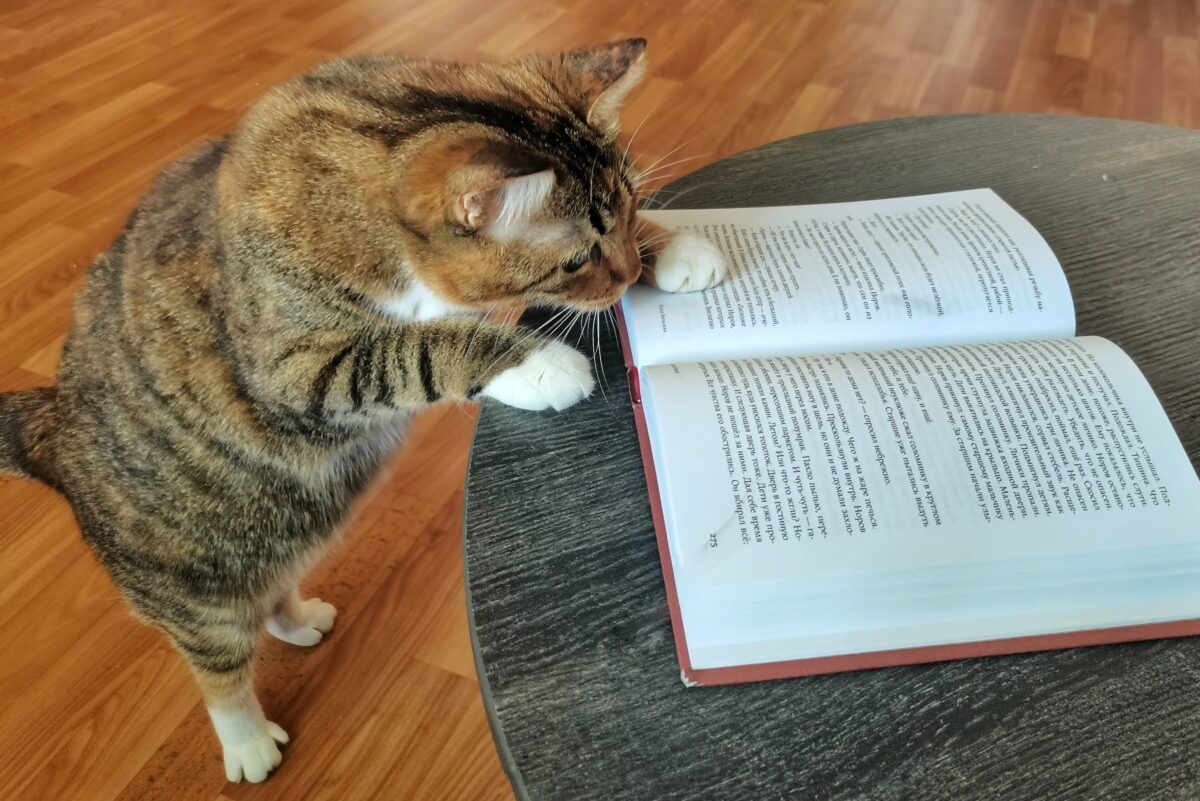 Кошка, книга