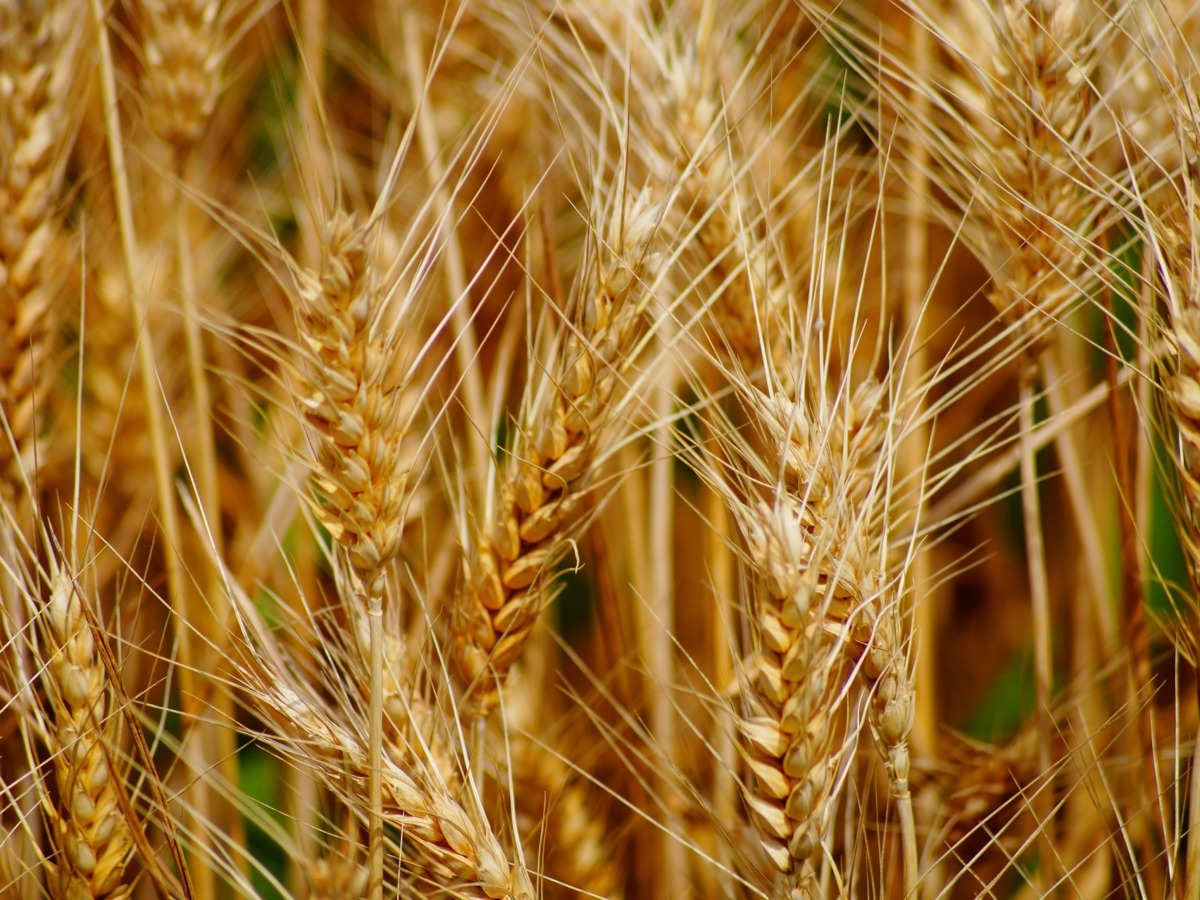 пшеница, сельское хозяйство