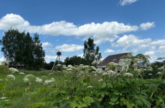 обработку борщевика