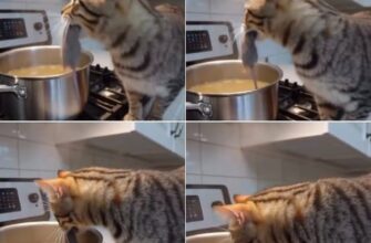Котенок Венди