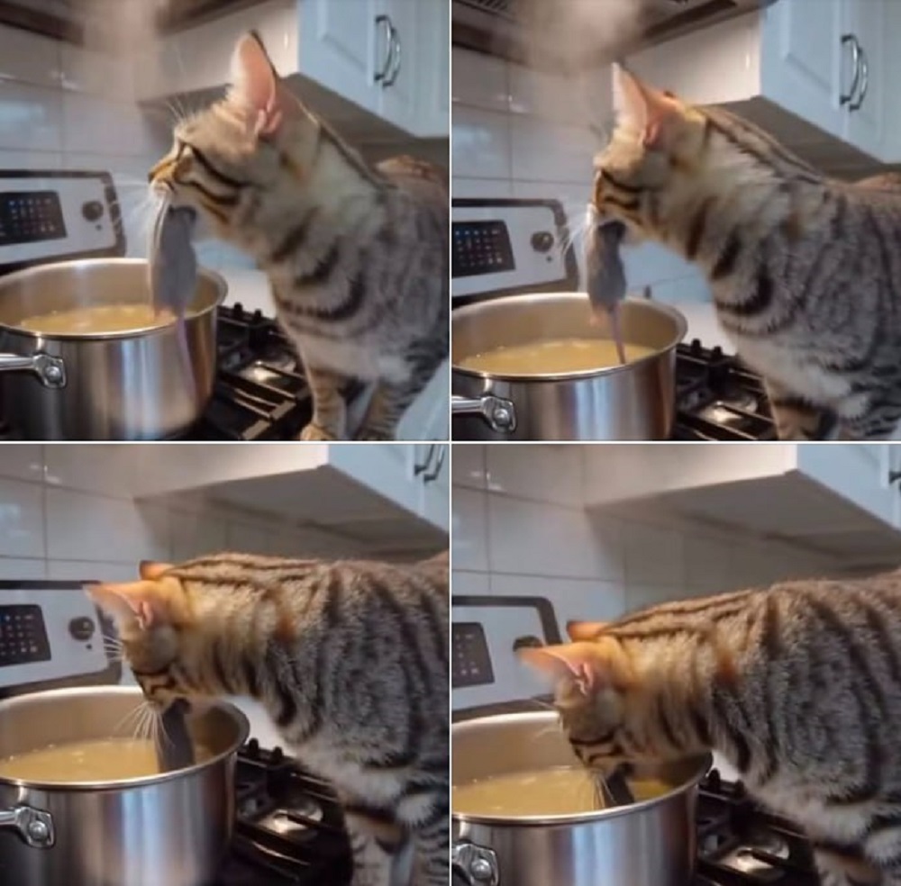 Котенок Венди