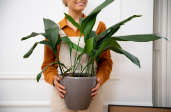 спатифиллум