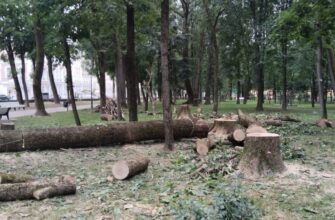 снос деревьев