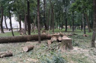 снос деревьев на вырубку