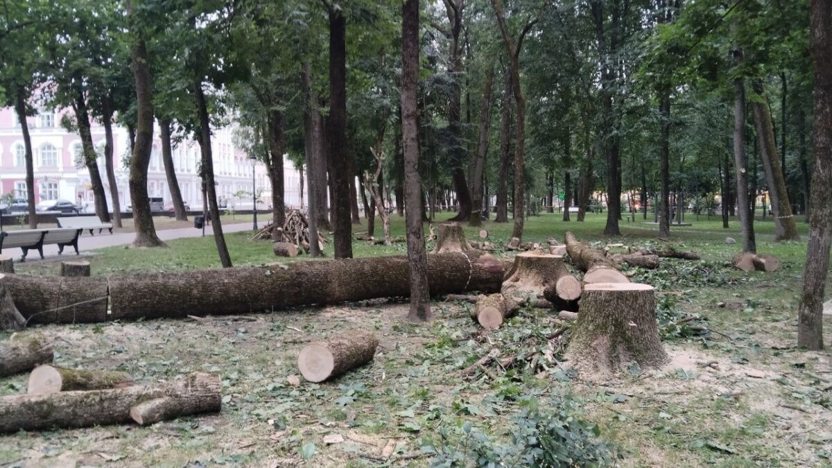 снос деревьев