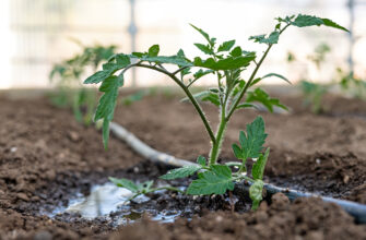 дача, огород, помидоры,