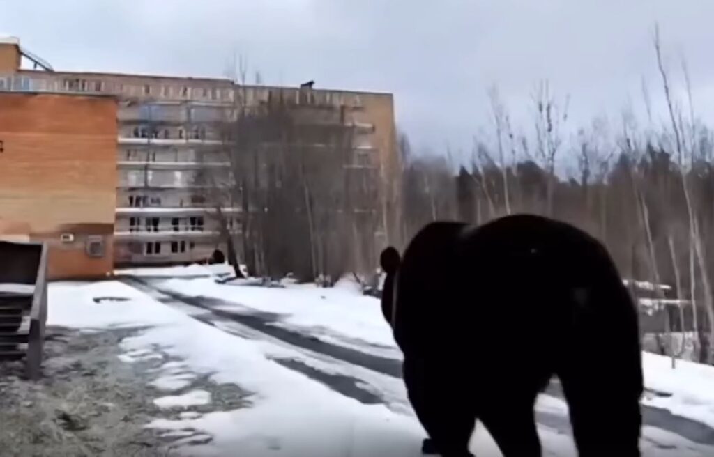 Биолог-охотовед Геннадий Дубино прогнозирует рост популяции медведей в Смоленской области