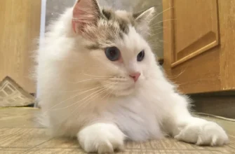 кот