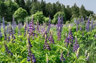 опасных видов