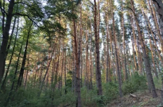 лес, лесовосстановление