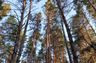 лес, лесовосстановление