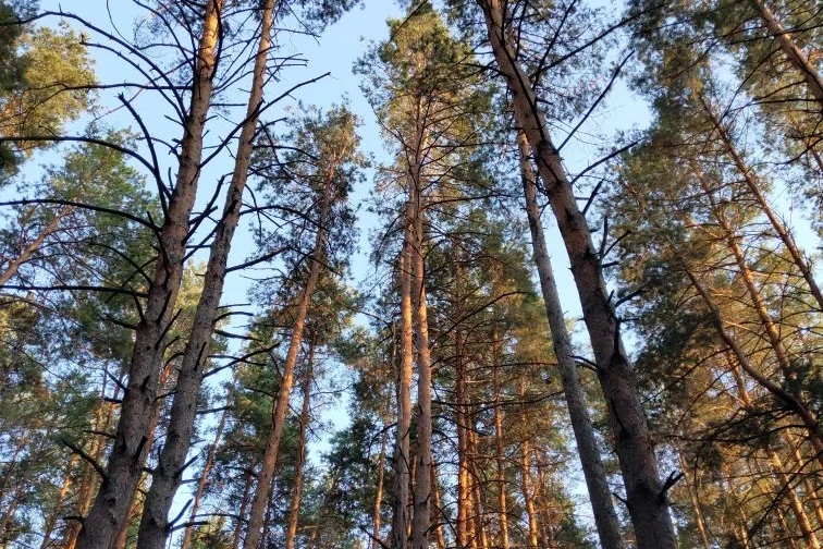 лес, лесовосстановление