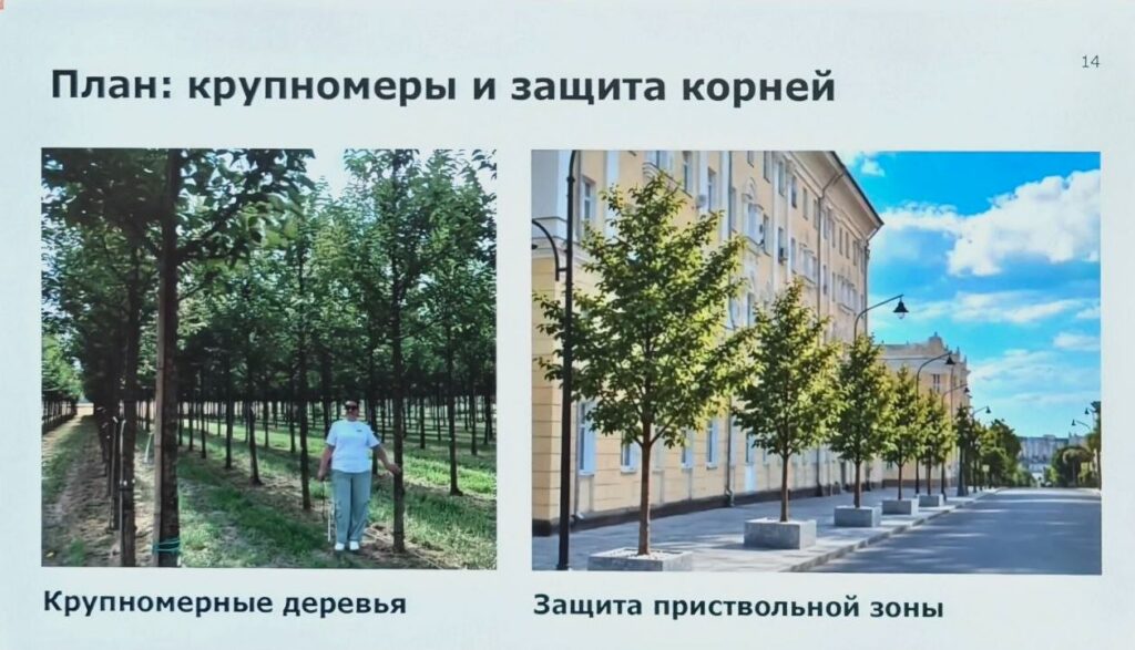 Смоленский «Зеленстрой» анонсировал высадку вязов в Смоленске