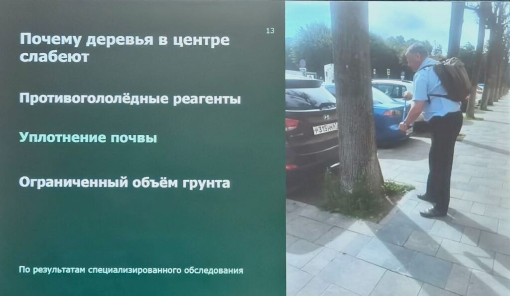 Смоленский «Зеленстрой» анонсировал высадку вязов в Смоленске