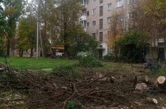 снос деревьев