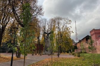 высадка вязов и кленов